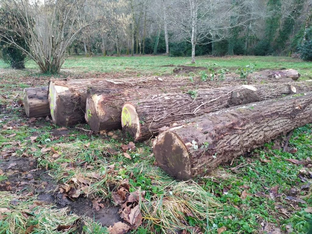 Plusieurs grands troncs d&rsquo;arbres coupés et ébranchés reposent alignés sur l&rsquo;herbe d&rsquo;un terrain boisé, au bord d&rsquo;une forêt aux arbres dénudés.